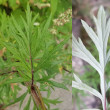 Blätterfoto Artemisia vulgaris