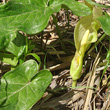 Habitusfoto Arum italicum