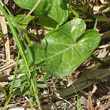Blätterfoto Arum italicum