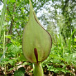 Portraitfoto Arum maculatum