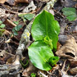 Foto der Jungpflanze Arum maculatum