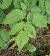 Blätterfoto Aruncus dioicus