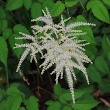 Blütenfoto Aruncus dioicus