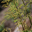 Foto der Jungpflanze Aruncus dioicus