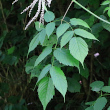 Blätterfoto Aruncus dioicus