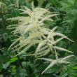Portraitfoto Aruncus dioicus