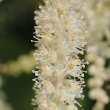 Foto von Besonderheit Aruncus dioicus