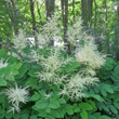 Foto von Besonderheit Aruncus dioicus