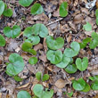 Habitusfoto Asarum europaeum