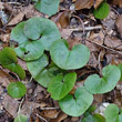 Blätterfoto Asarum europaeum