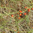 Portraitfoto Asparagus officinalis