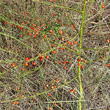 Fruchtfoto Asparagus officinalis