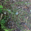 Blätterfoto Asparagus officinalis
