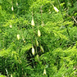 Portraitfoto Asparagus tenuifolius