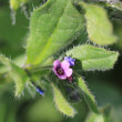 Blütenfoto Asperugo procumbens