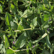 Habitusfoto Asperugo procumbens