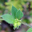 Blätterfoto Asperugo procumbens