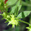 Fruchtfoto Asperugo procumbens