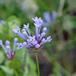 Portraitfoto Asperula arvensis