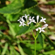 Portraitfoto Asperula cynanchica