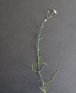 Habitusfoto Asperula cynanchica
