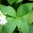 Blätterfoto Asperula taurina