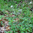 Habitusfoto Asperula taurina