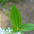 Foto von Besonderheit Asperula taurina