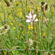 Bl&uuml;tenfoto Asphodelus fistulosus