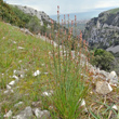 Habitusfoto Asphodelus fistulosus