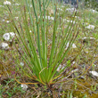 Bl&auml;tterfoto Asphodelus fistulosus