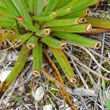 Foto von Besonderheit Asphodelus fistulosus