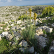 Foto von Besonderheit Asphodeline lutea