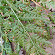 Blätterfoto Asplenium adiantum-nigrum