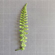 Blätterfoto Asplenium fontanum