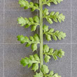 Foto von Besonderheit Asplenium fontanum