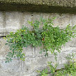 Habitusfoto Asplenium ruta-muraria