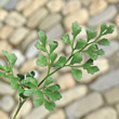 Portraitfoto Asplenium ruta-muraria