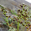 Foto von Besonderheit Asplenium ruta-muraria