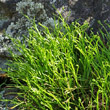 Portraitfoto Asplenium septentrionale