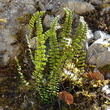 Portraitfoto Asplenium trichomanes