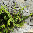 Habitusfoto Asplenium trichomanes