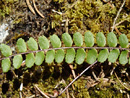 Blätterfoto Asplenium trichomanes