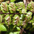 Fruchtfoto Asplenium trichomanes