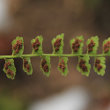 Fruchtfoto Asplenium viride