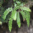 Portraitfoto Asplenium viride