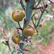 Fruchtfoto Asphodelus albus