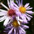 Portraitfoto Aster x versicolor