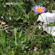 Habitusfoto Aster alpinus