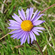 Portraitfoto Aster alpinus